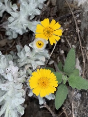 Thymophylla micropoides