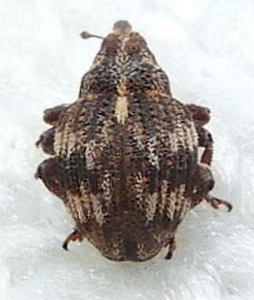 Acallodes ventricosus
