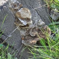 Agaricomycetes