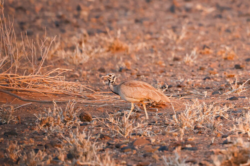 Sisón de Damaraland (Heterotetrax rueppelii)