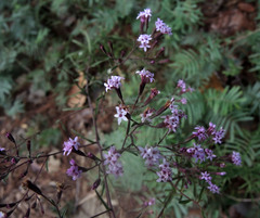 Stevia viscida