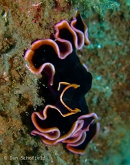 Pseudobiceros gloriosus