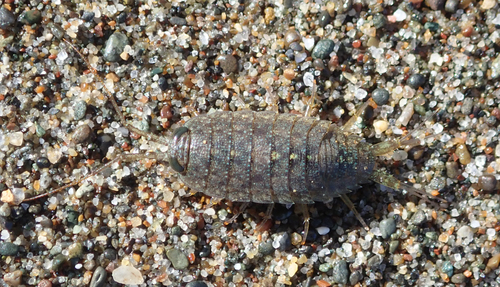 Western Sea Slater, photo 8 of 10