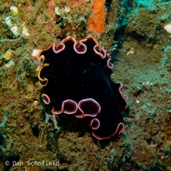 Pseudobiceros gloriosus