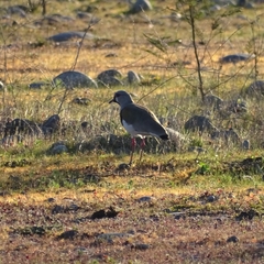 Vanellus chilensis