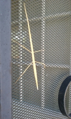 Parabacillus hesperus