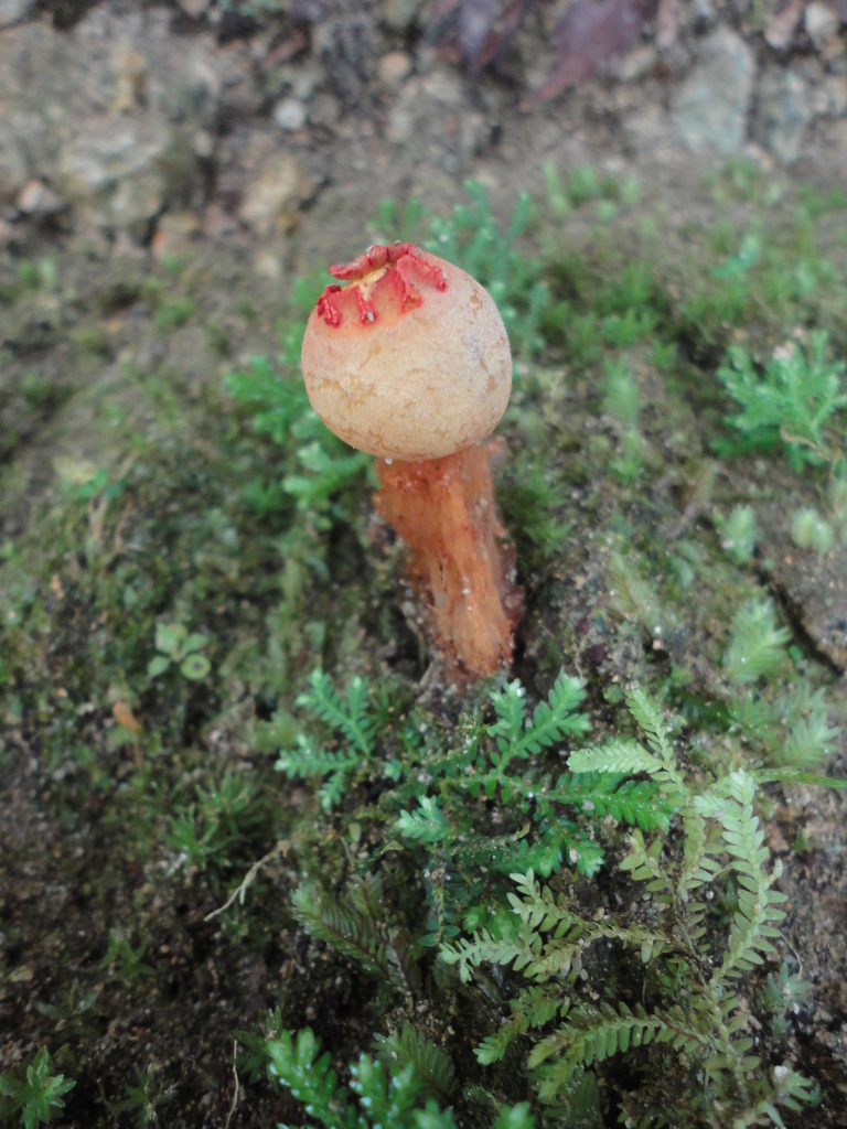 Calostoma