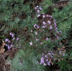 Stevia viscida