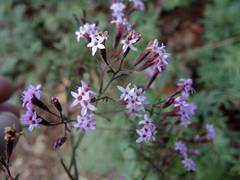 Stevia viscida