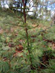 Stevia viscida