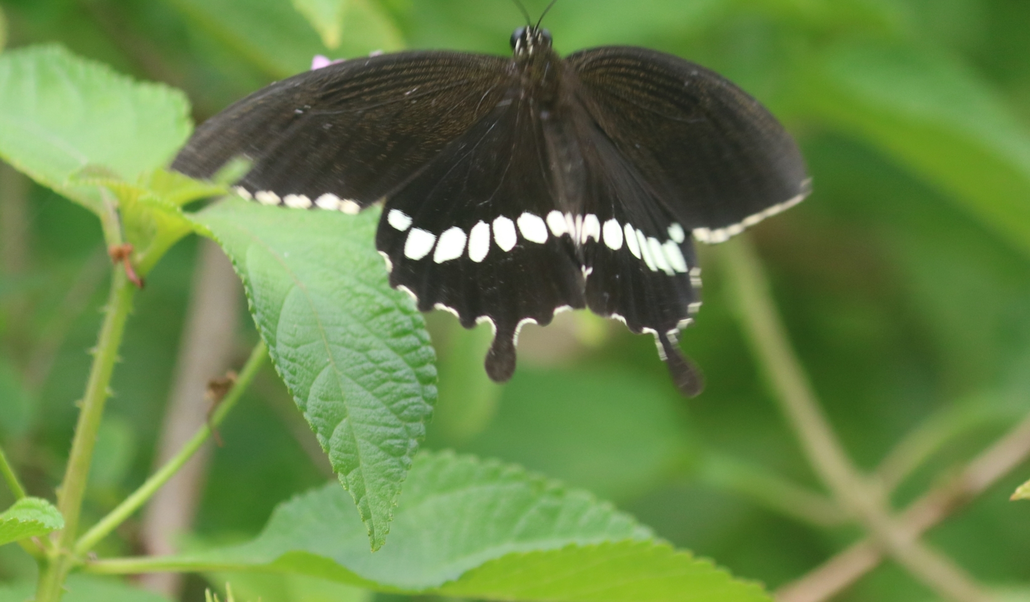 Common Mormon