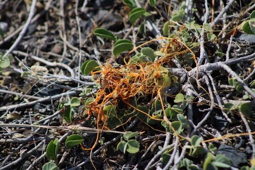 Cuscuta sandwichiana observed 2025-06-13