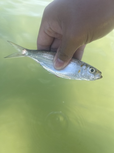 Herklotsichthys quadrimaculatus, 2025-06-15