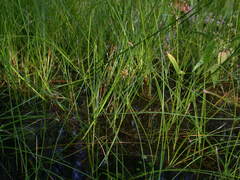 Juncus nodosus