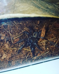 Hexathele hochstetteri