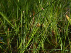 Juncus nodosus