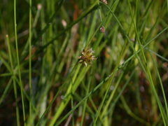 Juncus nodosus