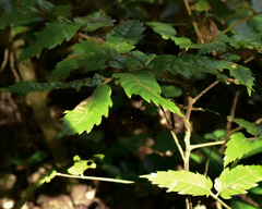 Alectryon excelsus excelsus