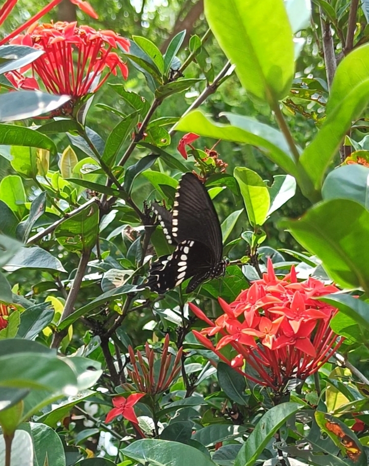 Common Mormon