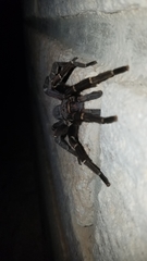 Aphonopelma seemanni