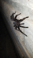 Aphonopelma seemanni