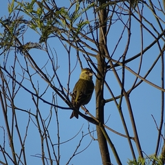 Spinus barbatus