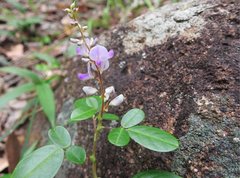 Grona heterocarpos angustifolia