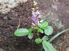 Grona heterocarpos angustifolia
