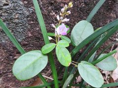 Grona heterocarpos angustifolia