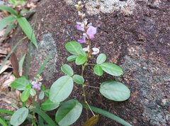 Grona heterocarpos angustifolia