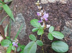 Grona heterocarpos angustifolia