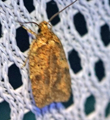 Agonopterix thelmae
