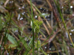 Carex viridula