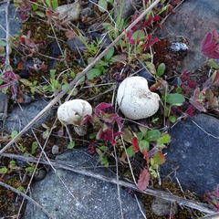Agaricomycetes