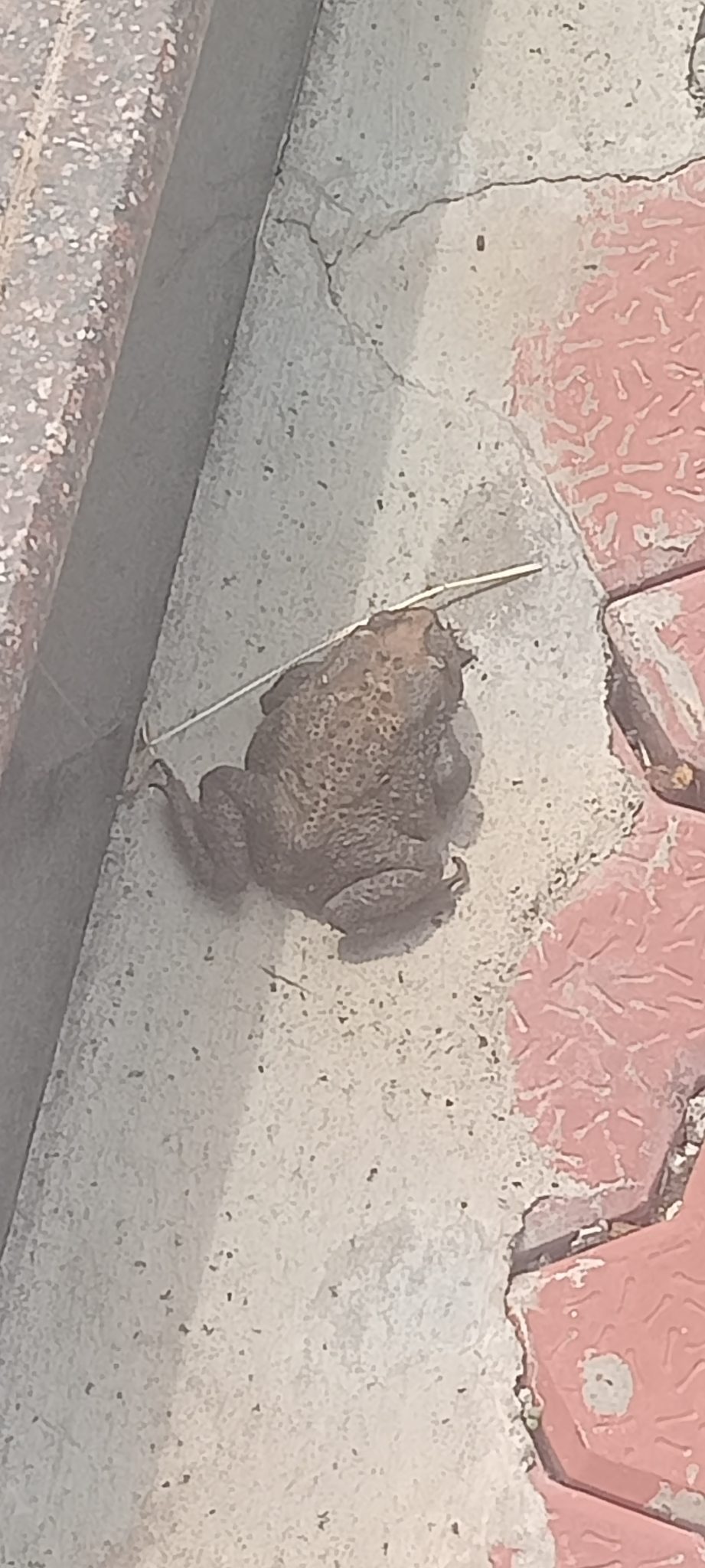 Indian Common True Toad