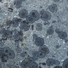 Lecanoromycetes