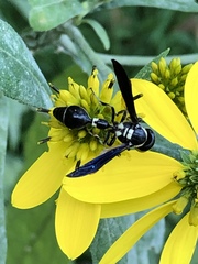 Zethus spinipes variegatus