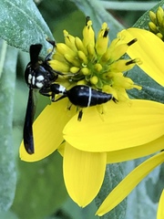 Zethus spinipes variegatus