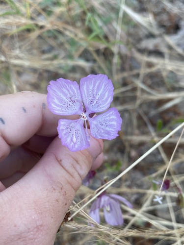 Dudley's clarkia (Clarkia dudleyana)