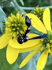 Zethus spinipes variegatus