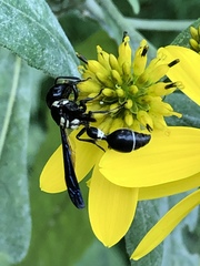 Zethus spinipes variegatus