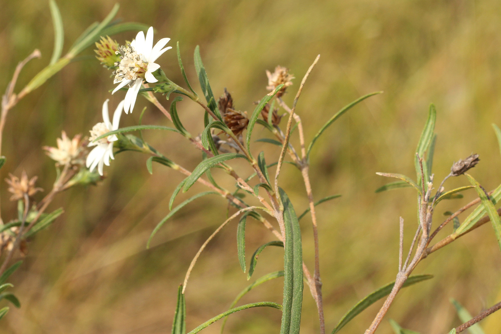 Wedelia cardenasii