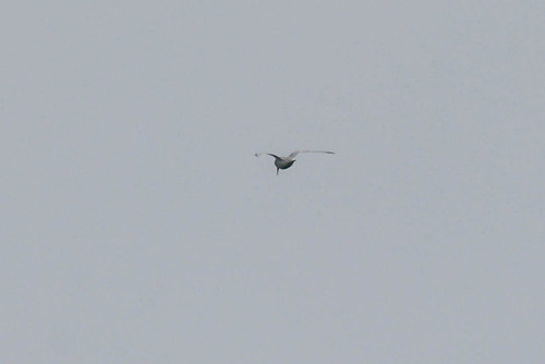 Damara Tern (Sternula balaenarum), photo 5