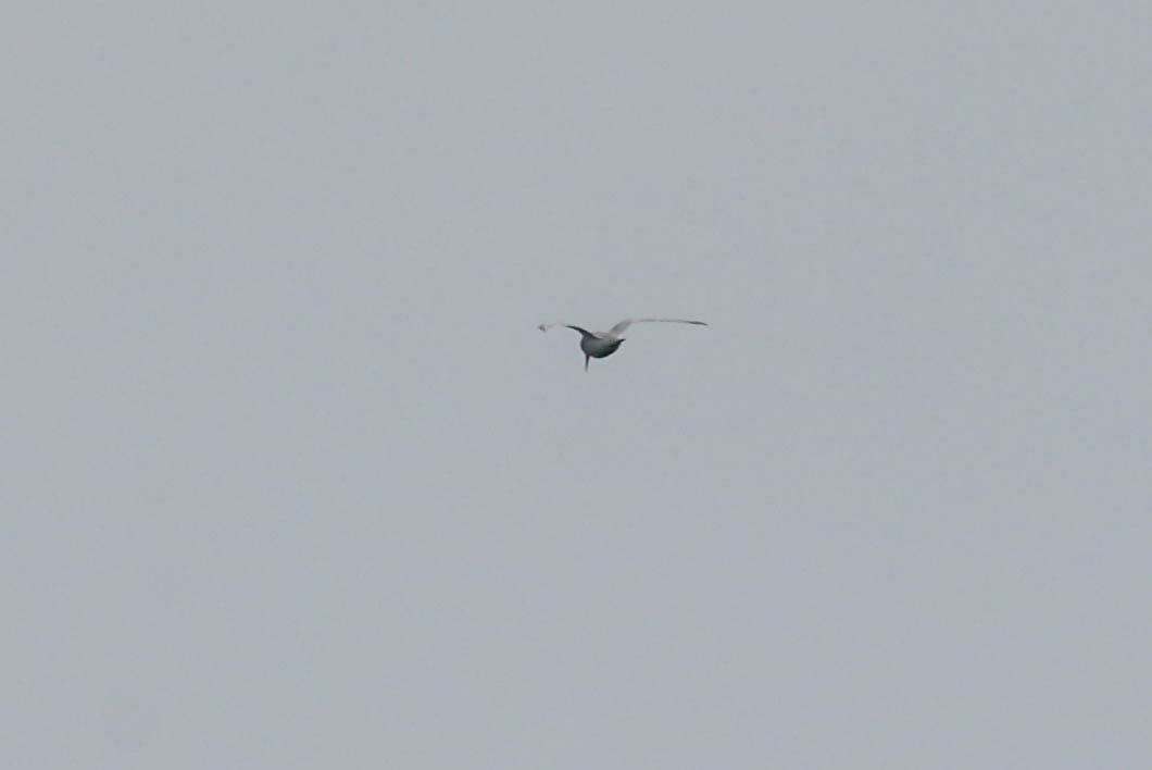 Damara Tern (Sternula balaenarum), photo 5