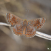 Arizona Metalmark - Photo (c) Gregory Greene, some rights reserved (CC BY-NC), uploaded by Gregory Greene