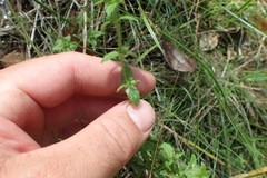 Gratiola pilosa