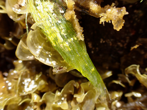 Chaetomorpha antennina observed 2025-06-15