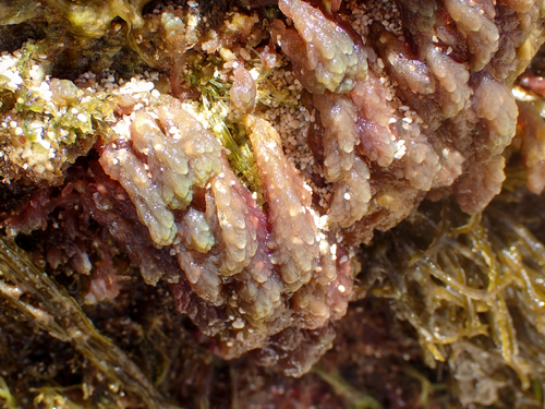 Asparagopsis taxiformis observed 2025-06-15