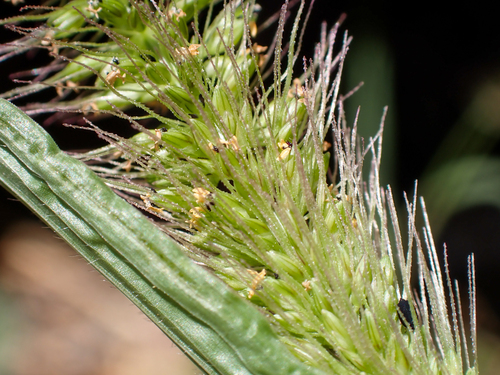 Setaria adhaerens observed 2025-06-15