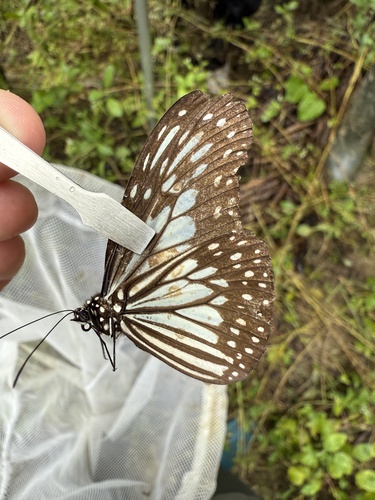 Ideopsis juventa